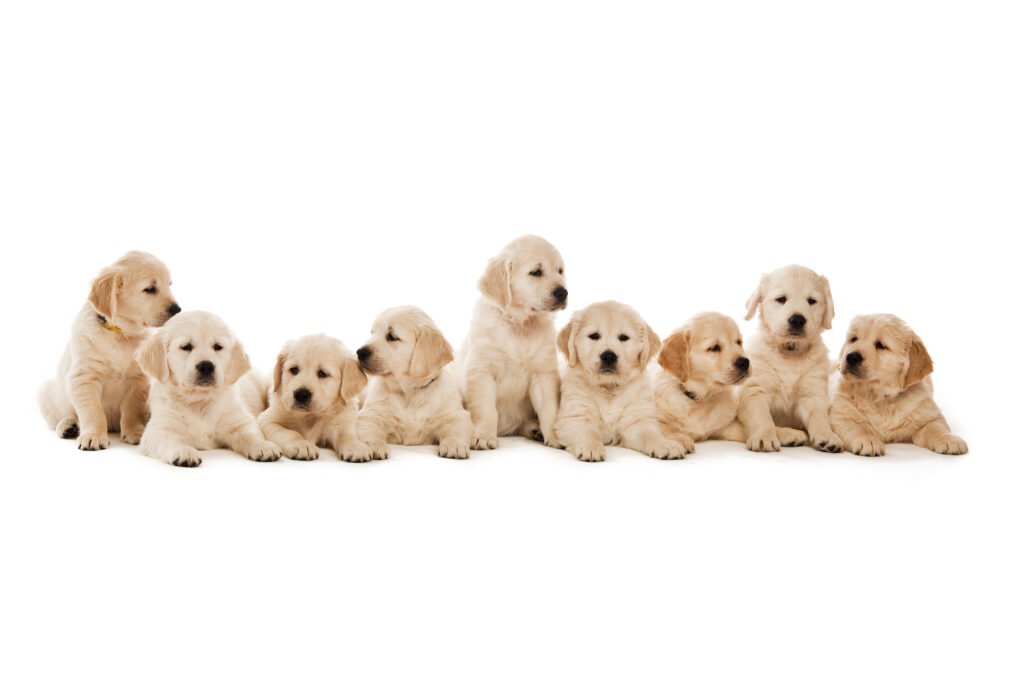 Golden rules of getting a puppy: finding your pawfect matching